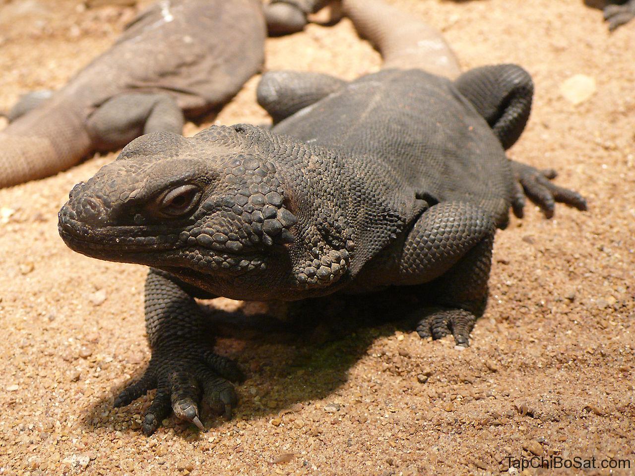 Thằn lằn Chuckwalla