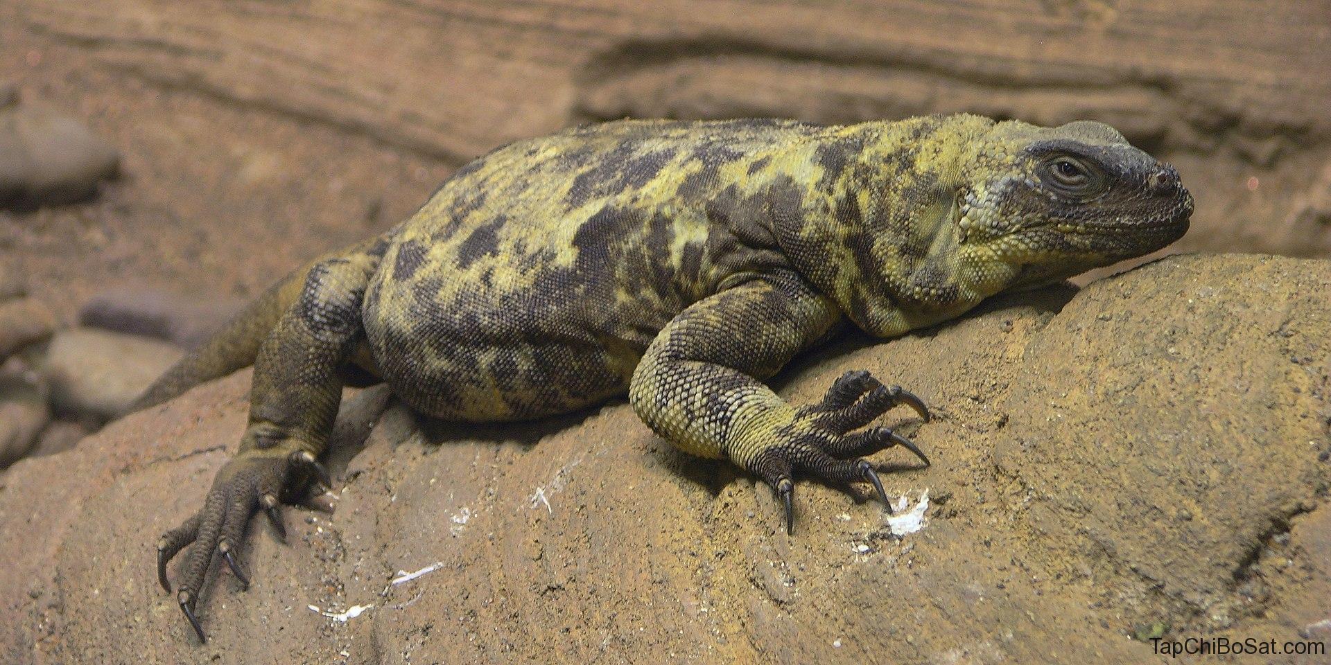 Pinto Chuckwalla