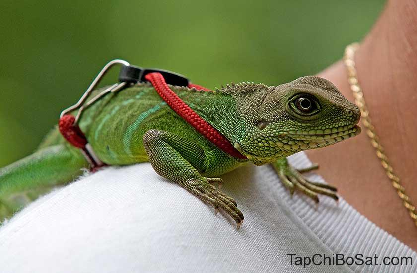 Image result for Chinese water dragon"