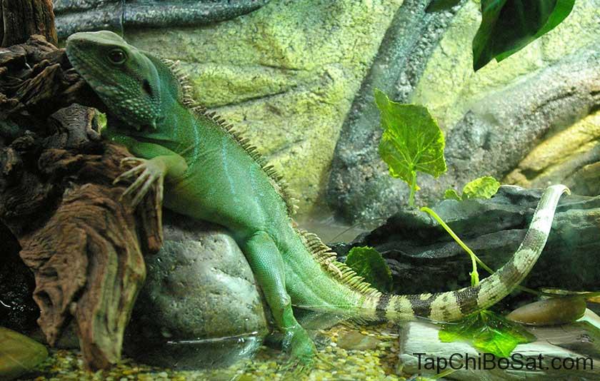 Image result for Chinese water dragon"