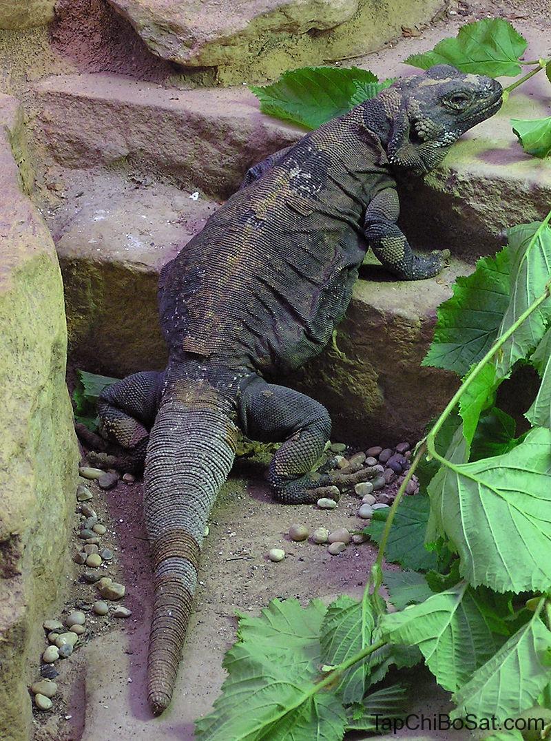 Thằn lằn Chuckwalla