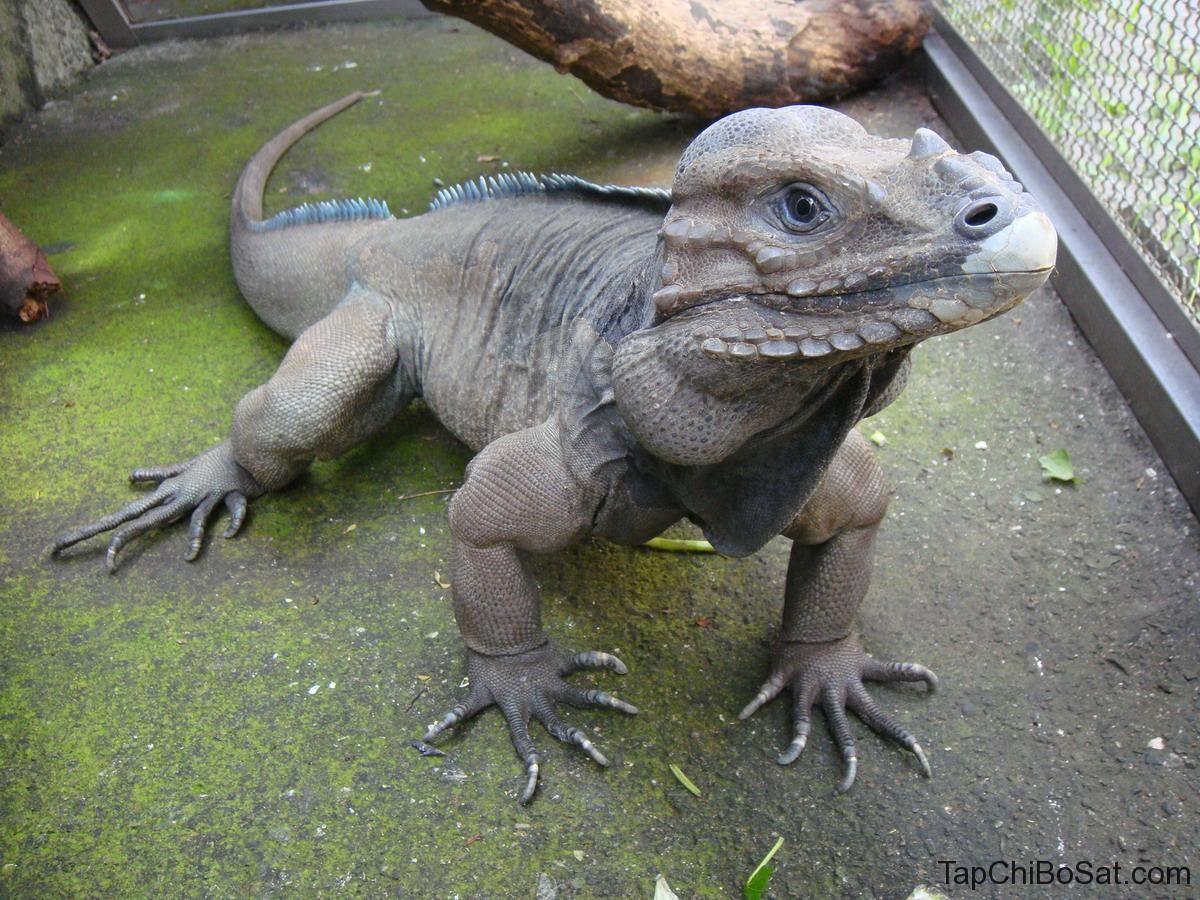 Cự đà tê giác - Rhinoceros iguana
