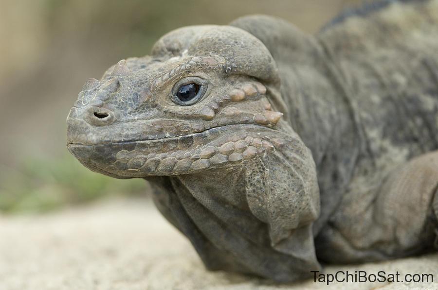 Image result for rhinoceros iguana