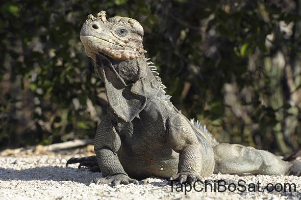Cự đà tê giác - Rhinoceros iguana
