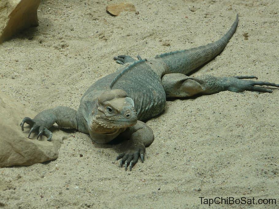 Image result for rhinoceros iguana