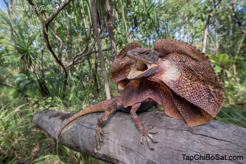 Image result for chlamydosaurus kingii