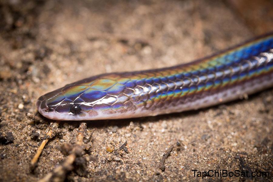 Image result for sunbeam snake