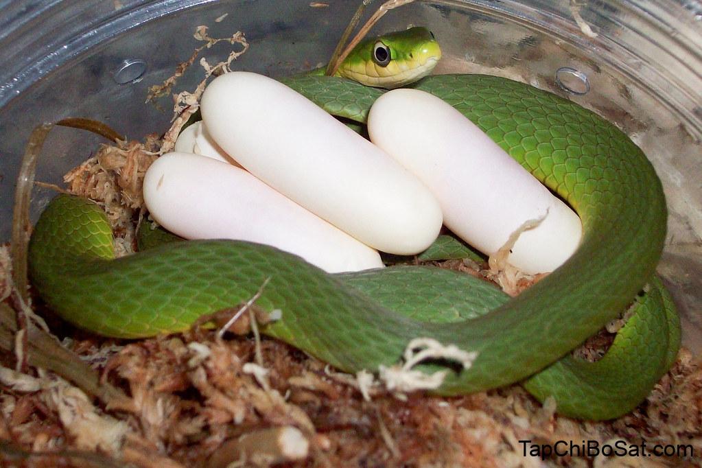 Rough Green Snake | Chesapeake Bay Program
