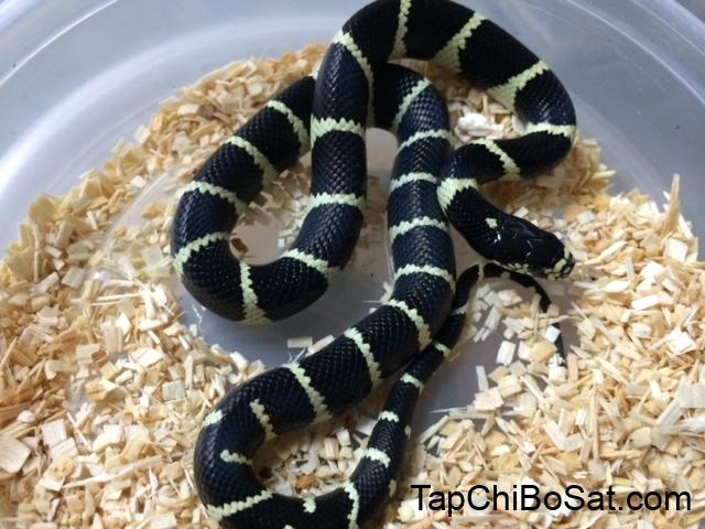 Coastal Banded California King Snakes for sale
