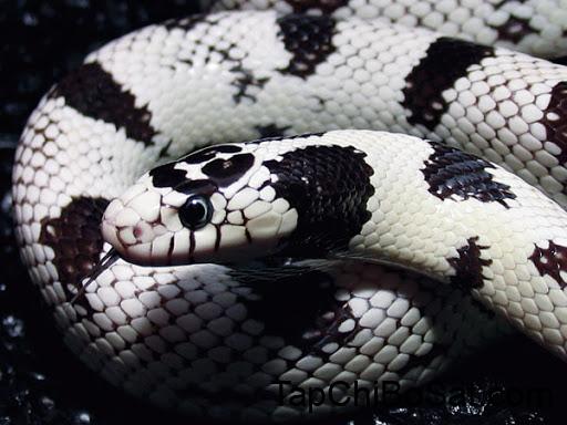 All Hail The California Kingsnake
