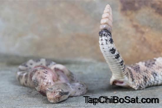 Rắn đuôi chuông không đẻ trứng mà đẻ con trực tiếp