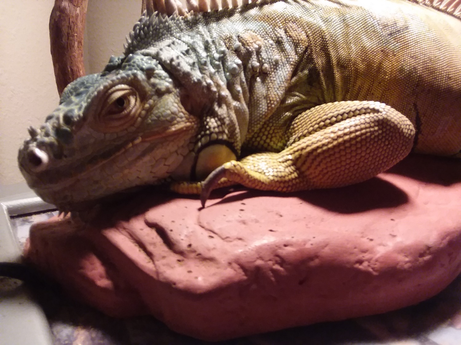 Reptile Heating Rocks - Zoo Med ReptiCare Rock Heater - Reptiles ...