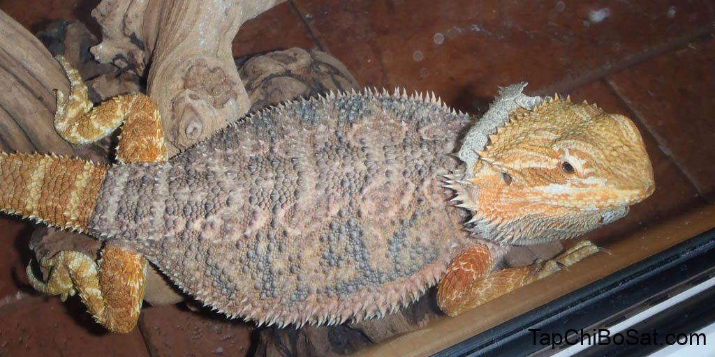 How often should Bearded dragons shed? | Bearded Dragon Care Info | Bearded dragon care, Baby bearded dragon, Bearded dragon