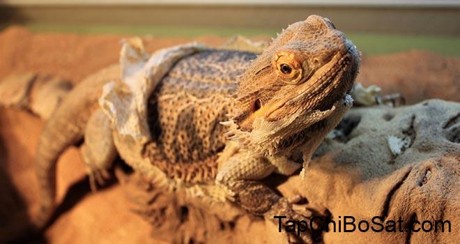 Bearded Dragon Shedding - Things You Should Know