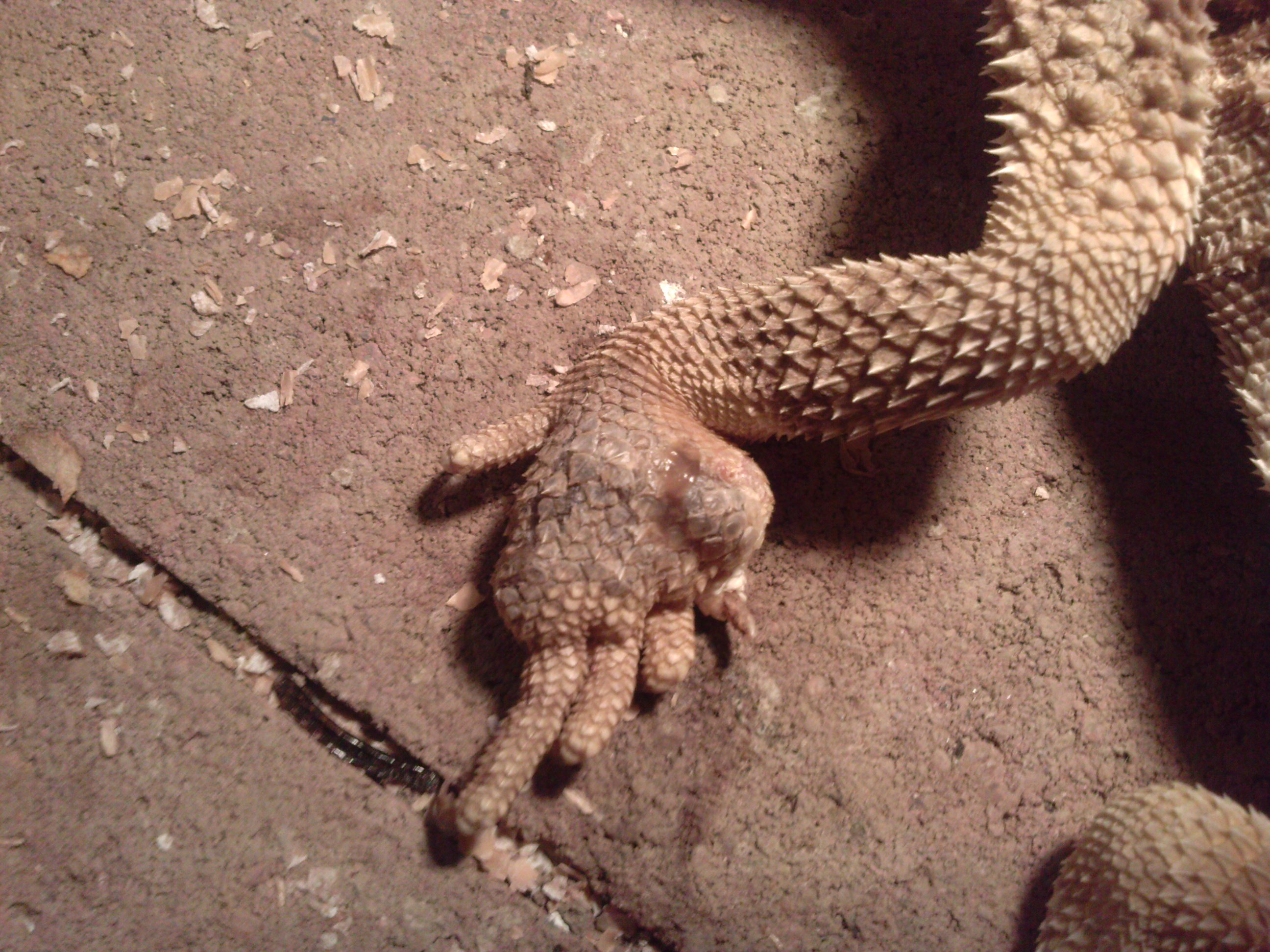 Infected looking bump and swollen foot • Bearded Dragon . org