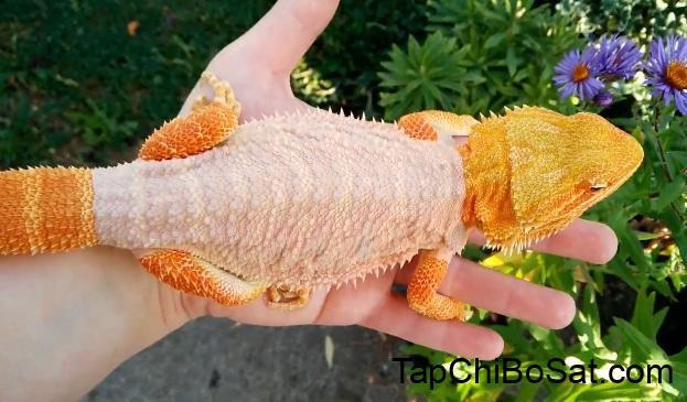How Often Does a Bearded Dragon Shed? Help Your Beardies To Shed The Right Way