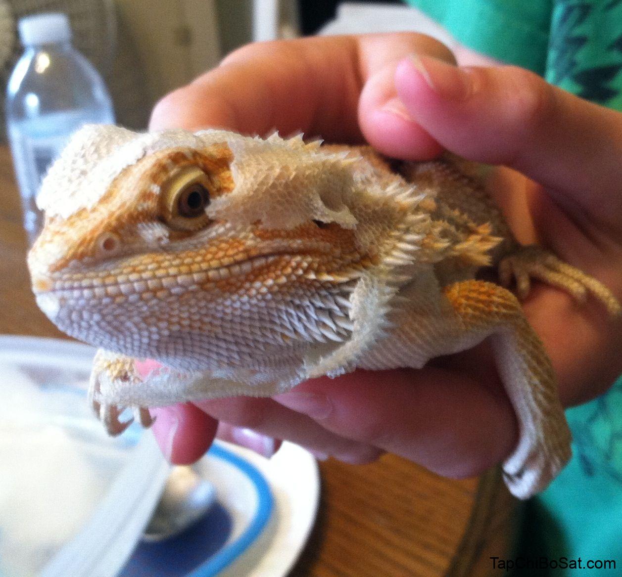 My bearded dragon shedding. I love to peel her skin off. | Bearded dragon, Dragon, Animals