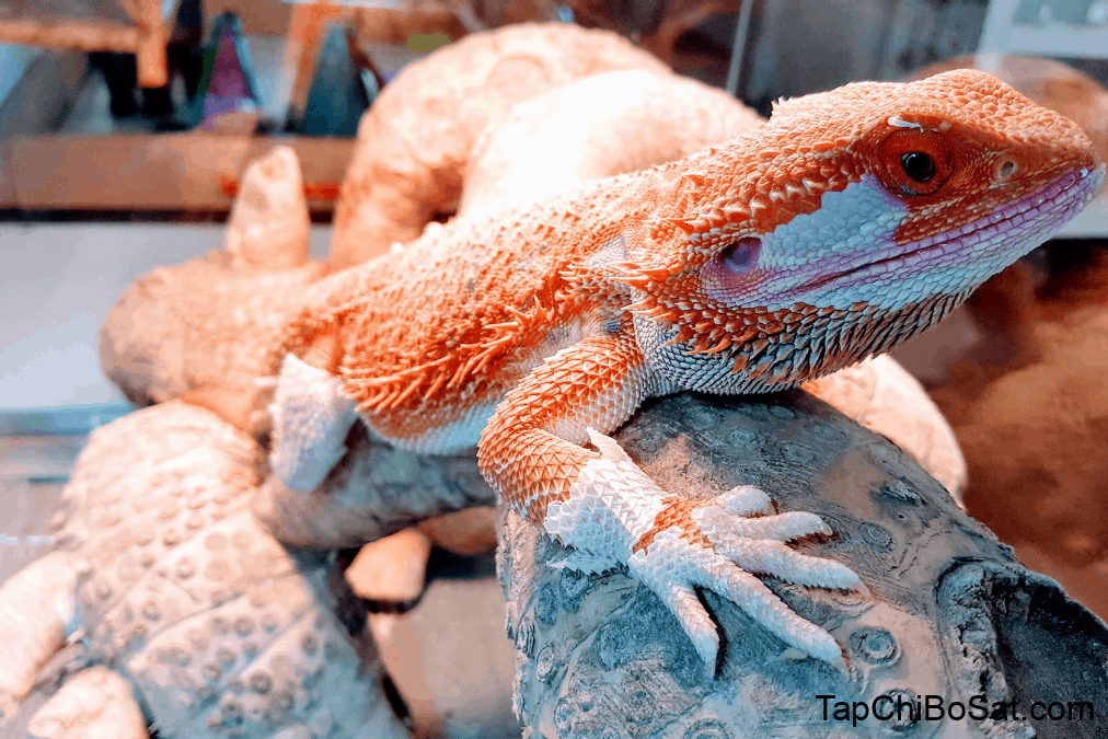 How To Help Bearded Dragons Shed